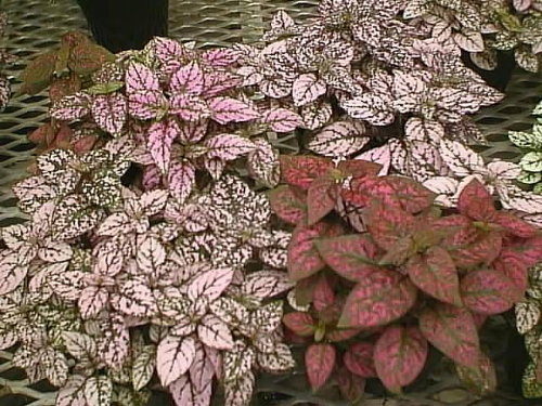 Hypoestes Sanguinolenta